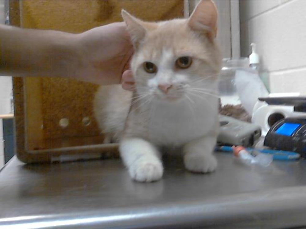 Shelter Stray Male Cat last seen Near BLOCK CUDE ST, FAYETTEVILLE NC 28306, Fayetteville, NC 28306