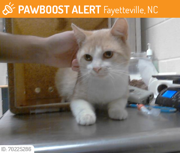 Shelter Stray Male Cat last seen Near BLOCK CUDE ST, FAYETTEVILLE NC 28306, Fayetteville, NC 28306