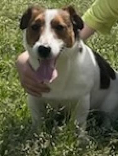 Lost Male Dog last seen Near Ikeland Dr, Kings Mountain, NC 28086