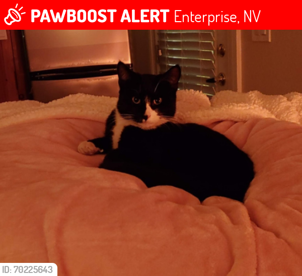 Lost Female Cat last seen El Capitan South of Blue Diamond, Enterprise, NV 89178