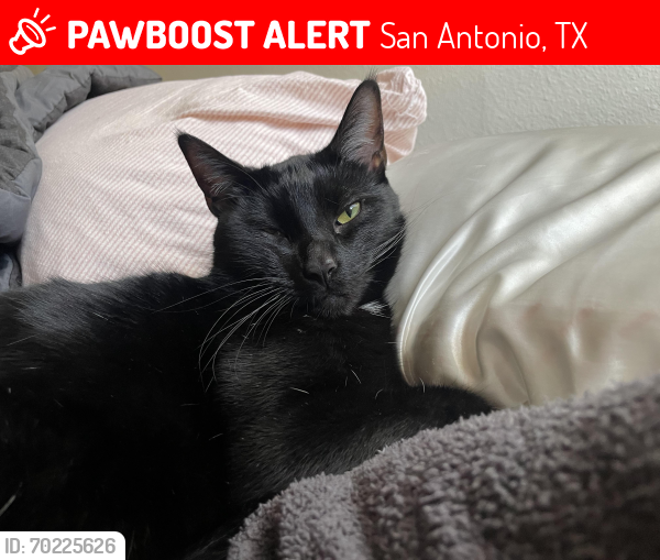 Lost Male Cat last seen south presa, San Antonio, TX 78223
