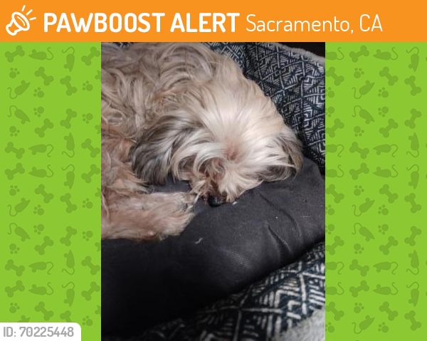Shelter Stray Female Dog last seen Rancho Cordova, CA 95670, Sacramento, CA 95828