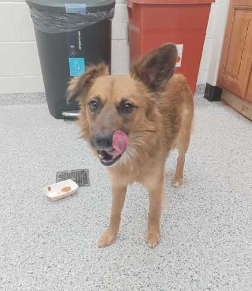 Shelter Stray Male Dog last seen Knoxville, TN 37914, Knoxville, TN 37919