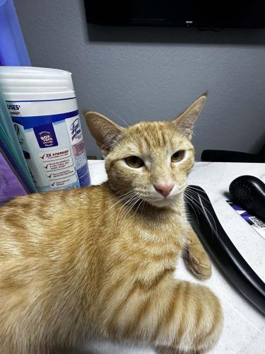 Lost Male Cat last seen Hathaway Dr and Claremont Dr, Grand Prairie, TX 75052