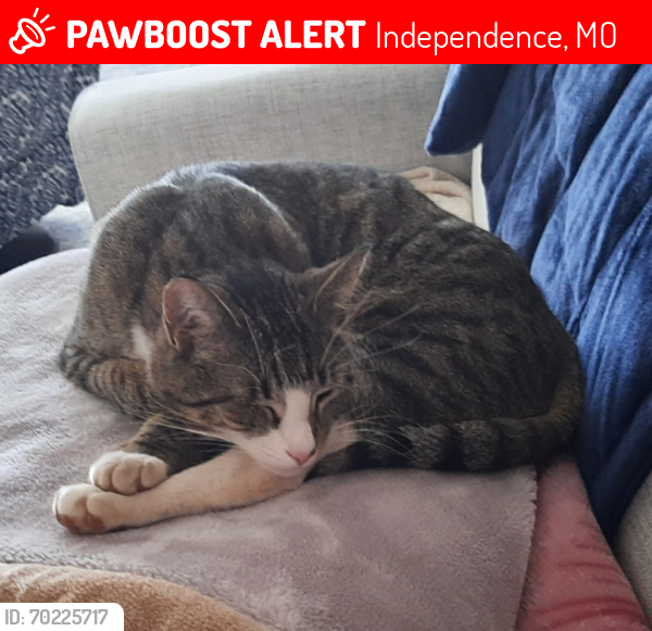 Lost Male Cat last seen Blackburn Elementary School, Independence, MO 64057