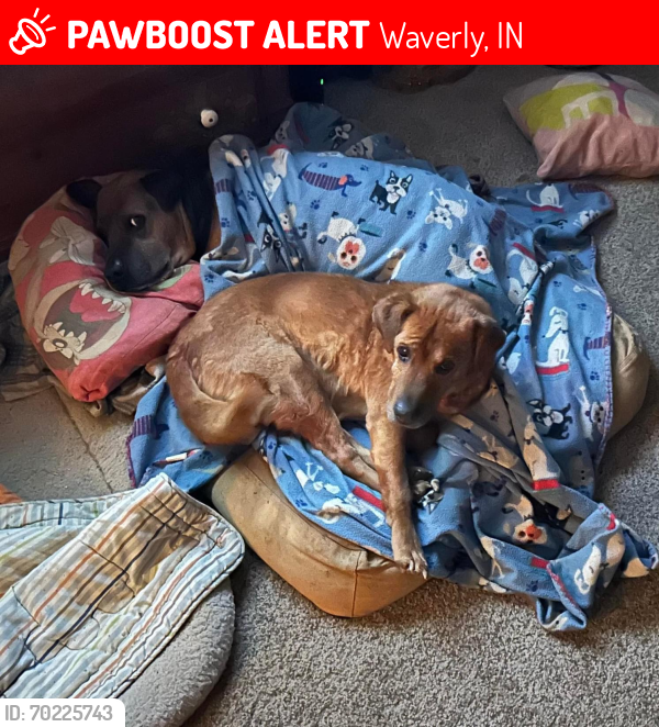 Lost Male Dog last seen 144/smokey row rd, Mooresville side, Waverly, IN 46151
