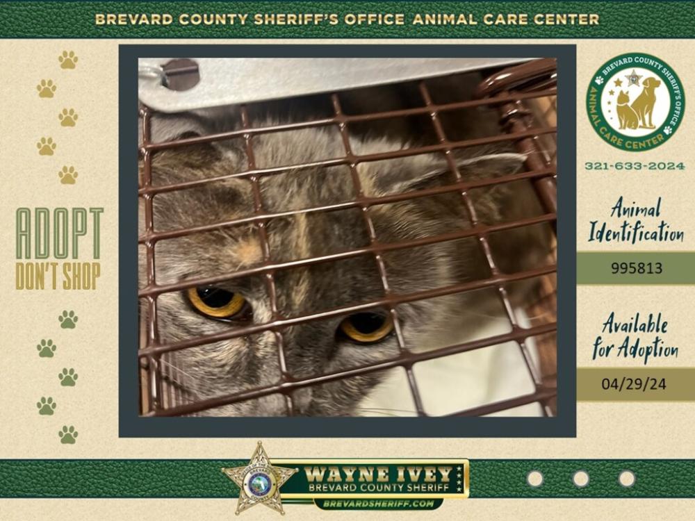 Shelter Stray Female Cat last seen Near Brevard Road, MIMS, FL, 32754, Melbourne, FL 32934