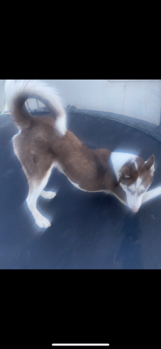 Lost Male Dog last seen North loop and Americas , El Paso, TX 79907
