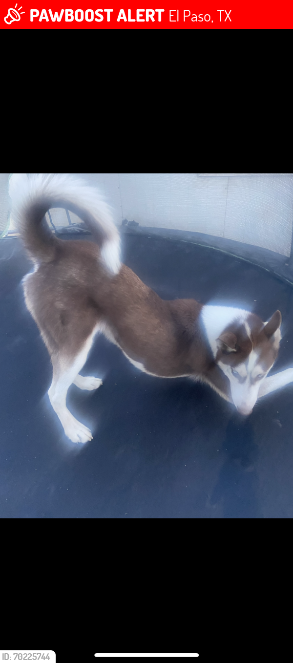 Lost Male Dog last seen North loop and Americas , El Paso, TX 79907