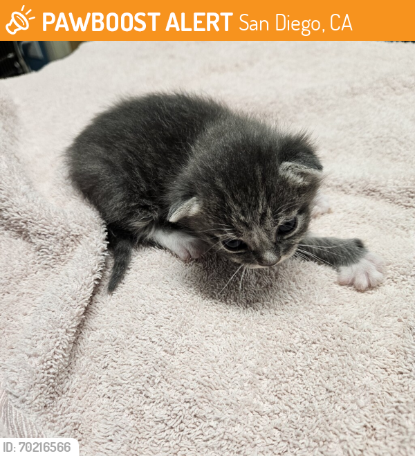 Shelter Stray Female Cat last seen Fern Street, Escondido, CA, 92027, San Diego, CA 92110