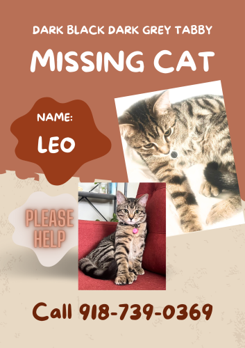 Lost Male Cat last seen Near Hillcrest hosp, Tulsa, OK 74120