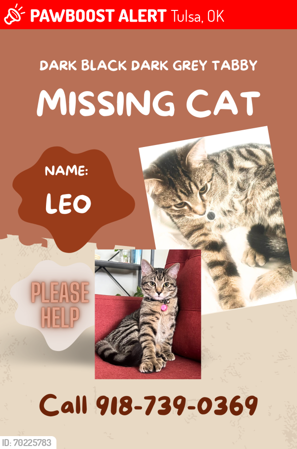 Lost Male Cat last seen Near Hillcrest hosp, Tulsa, OK 74120