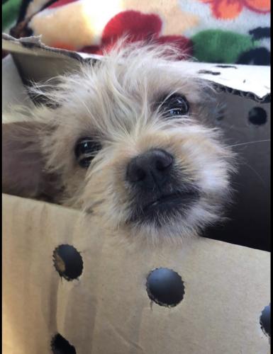 Lost Female Dog last seen stewart and pecos , Las Vegas, NV 89110