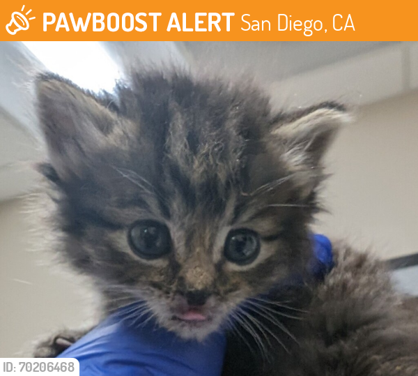 Shelter Stray Male Cat last seen Near E Lexington Avenue, El Cajon, CA, 92019, San Diego, CA 92110