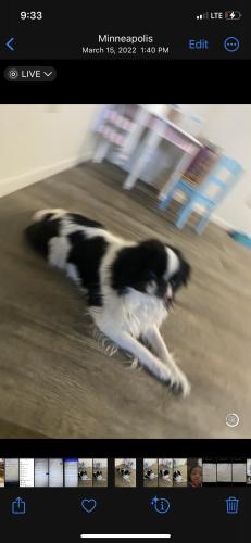 Lost Male Dog last seen Penn  avenue north and 43rd, Minneapolis, MN 55411