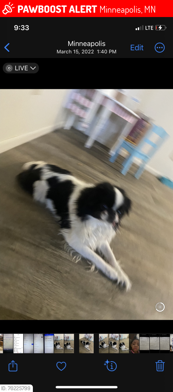 Lost Male Dog last seen Penn  avenue north and 43rd, Minneapolis, MN 55411