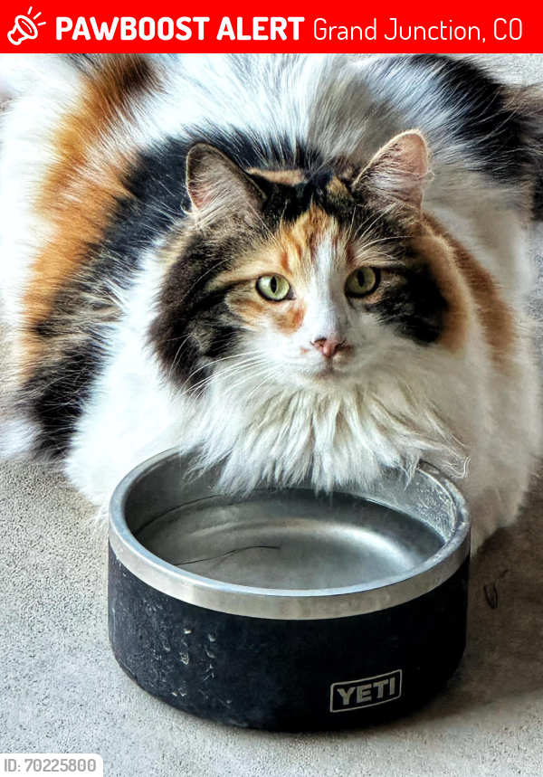 Lost Female Cat last seen Near Pine Meadows Dr (29 Rd & Orchard Ave), Grand Junction, CO 81504