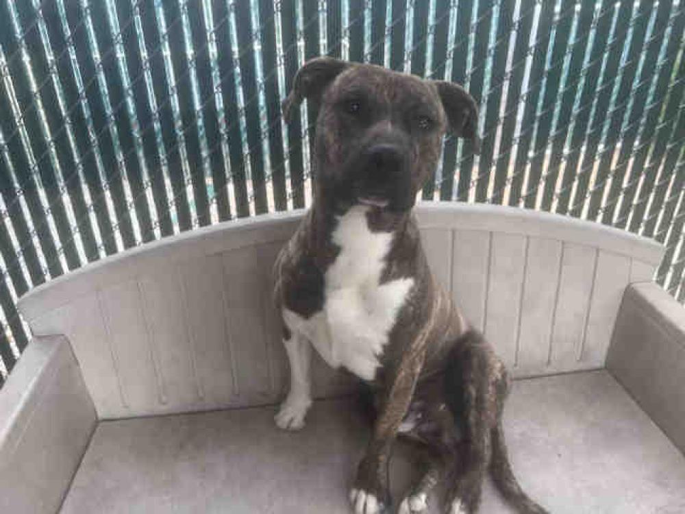 Shelter Stray Male Dog last seen Near BLOCK LIVE OAKS, Bonita, CA 91902