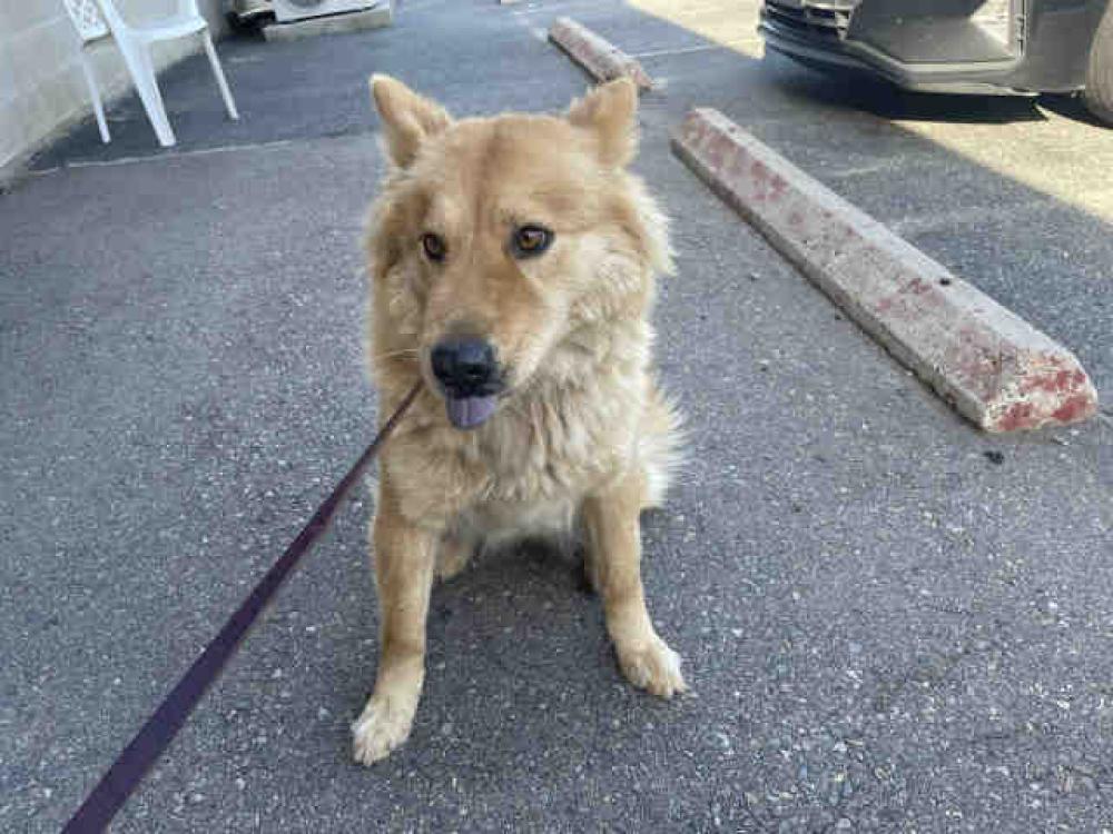 Shelter Stray Female Dog last seen OWNER UNABLE TO PROVIDE CARE, Bonita, CA 91902