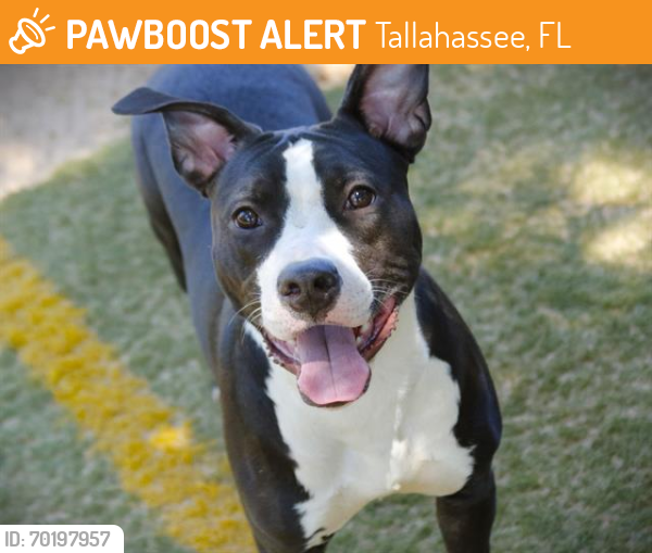 Shelter Stray Female Dog last seen Near BLOCK WESTWAY RD, TALLAHASSEE FL 32305, Tallahassee, FL 32311