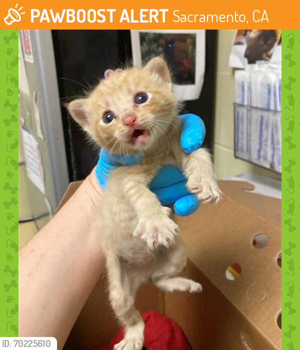 Shelter Stray Male Cat last seen REENEL WAY & JANRICK AVE, Sacramento, CA 95818