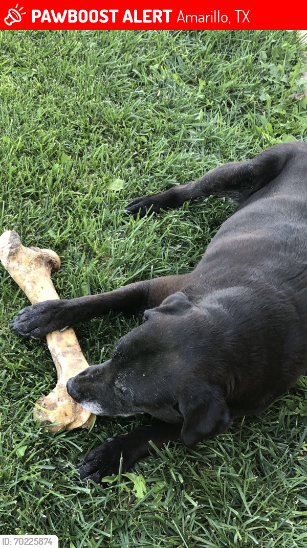 Lost Male Dog last seen Loop 335, Amarillo, TX 79118