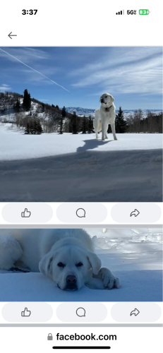 Lost Female Dog last seen Tollgate canyon rd, Summit County, UT 84098