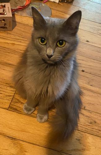 Lost Female Cat last seen haywood rd & moody rd about half mile from green energy park, Jackson County, NC 28779