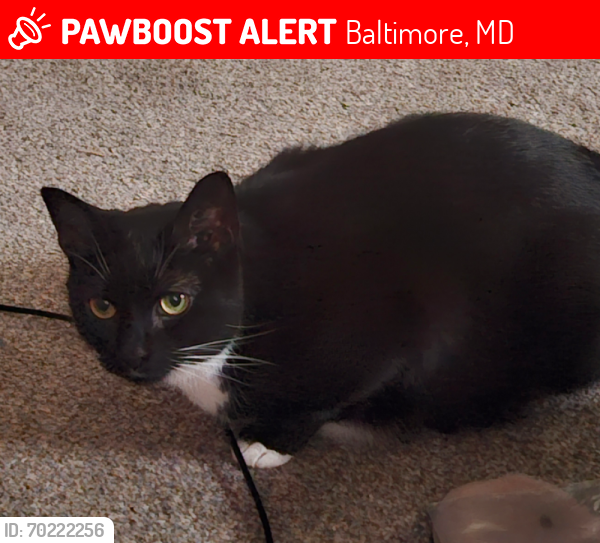Lost Female Cat last seen Cedonia Rd, Baltimore, MD 21206