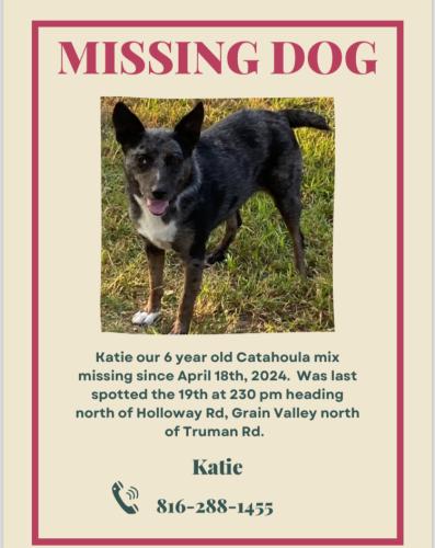 Lost Female Dog last seen Holloway rd, Oak Grove, MO 64075
