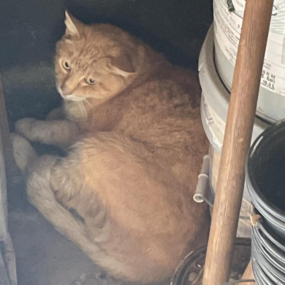 Shelter Stray Female Cat last seen , Dickinson, TX 77539