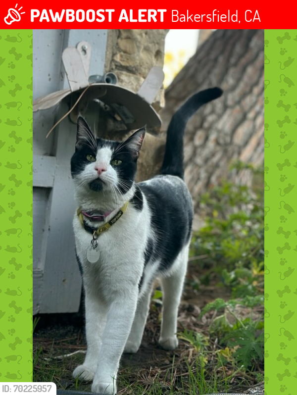 Lost Male Cat last seen Jamaica Way, 93309 Bakersfield CA, Bakersfield, CA 93309