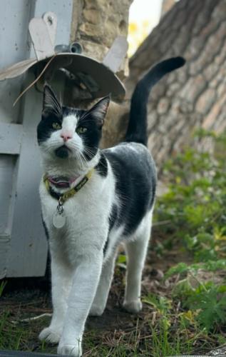 Lost Male Cat last seen Jamaica Way, 93309 Bakersfield CA, Bakersfield, CA 93309