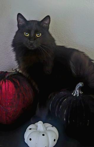 Lost Female Cat last seen between 3rd and 4th on bleford Ave, which is just off North Ave, Grand Junction, CO 81501