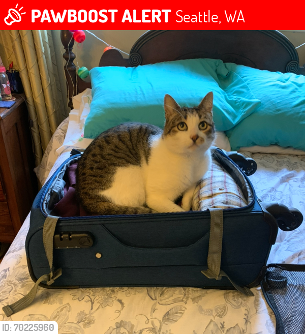 Lost Male Cat last seen Bangor & Renton Ave S, Seattle, WA 98178
