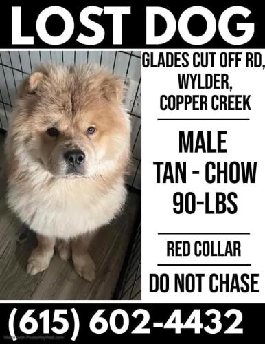Lost Male Dog last seen Glades cut off/commerce/Wylder community , Port St. Lucie, FL 34986