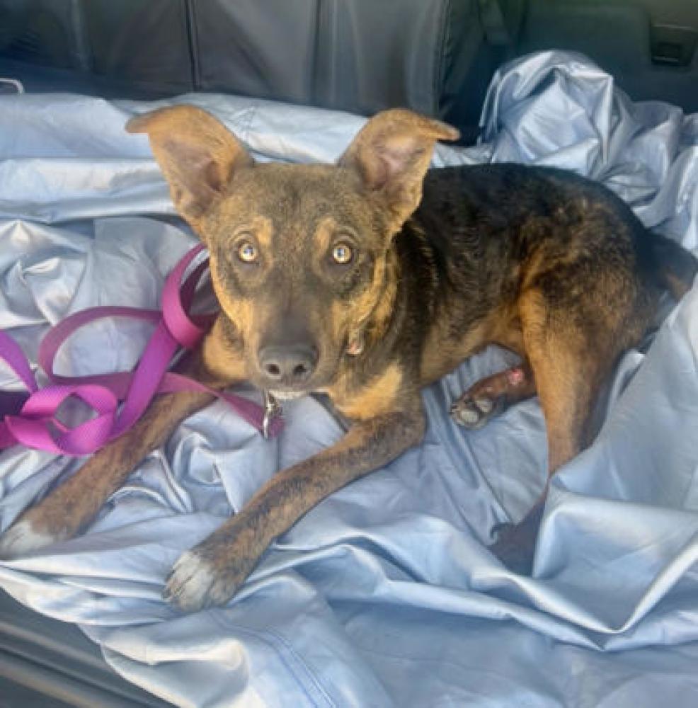 Shelter Stray Male Dog last seen Near Jolly Avenue South, 30021, GA, Chamblee, GA 30341