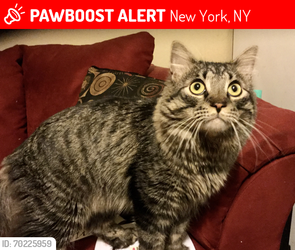 Lost Male Cat last seen West end avenue and Amsterdam avenue , New York, NY 10023