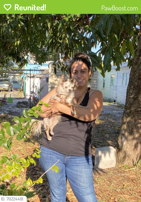 Reunited Female Dog last seen Near sandel foot Blvd west  33428, Boca Raton, FL 33428