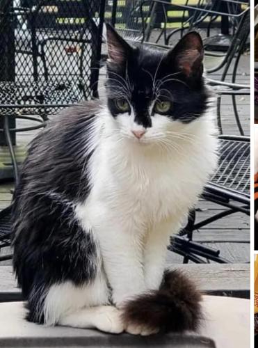 Lost Female Cat last seen Bill Head Funeral  / Hwy 120, Duluth, GA 30096
