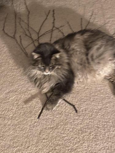 Lost Male Cat last seen Fort, Omaha, NE 68164