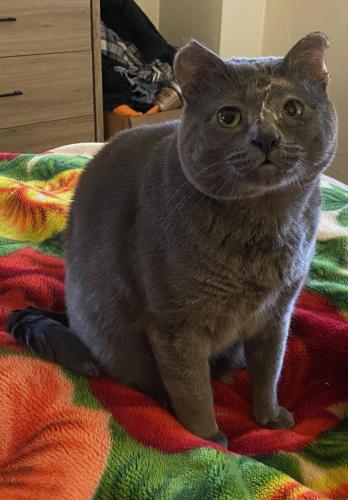 Lost Male Cat last seen Hwy 22 - Belle Pointe Subdivision, Madisonville, LA 70447