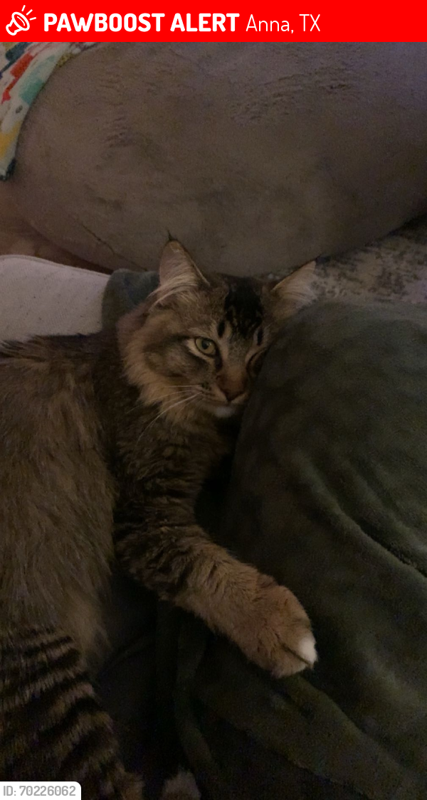 Lost Male Cat last seen At my  in Anna, Anna, TX 75409