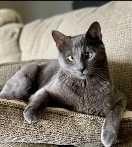 Lost Male Cat last seen Latitude Margaritaville Hwy 79 and West Bay, Panama City Beach, FL 32413