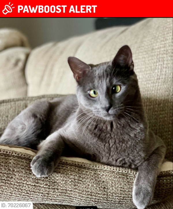 Lost Male Cat last seen Latitude Margaritaville Hwy 79 and West Bay, Panama City Beach, FL 32413