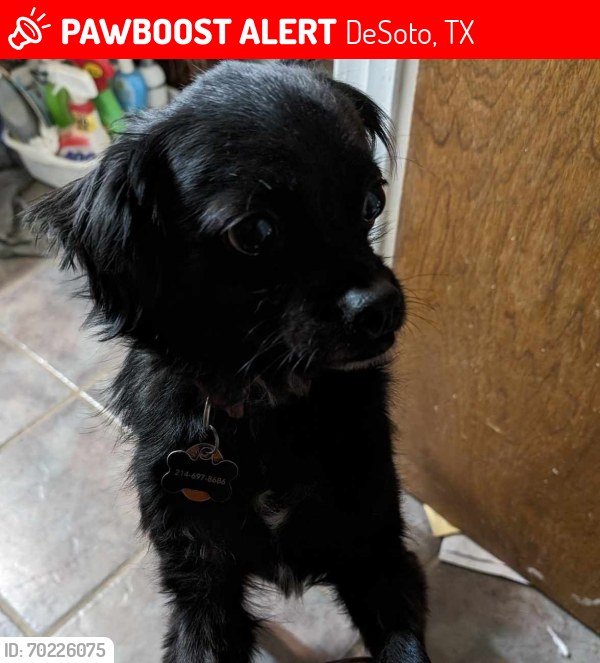Lost Male Dog last seen Pinetree and peach ln, DeSoto, TX 75115
