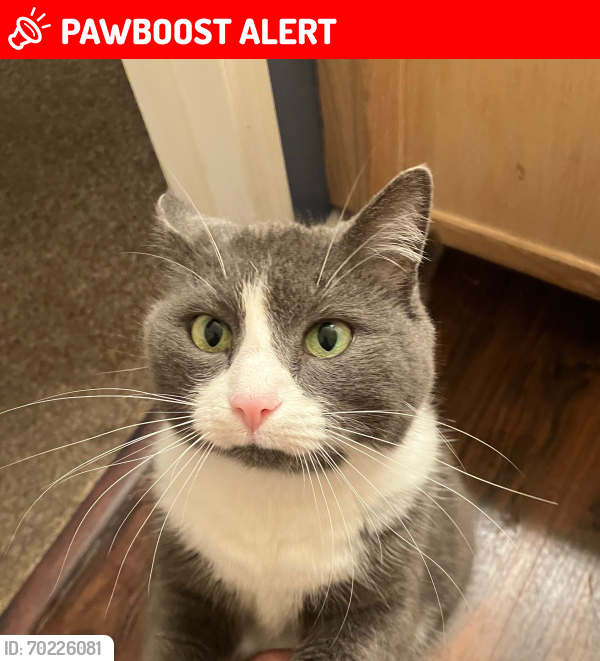 Lost Female Cat last seen Auburn Rd, Center Square Rd , Woolwich Township, NJ 08085