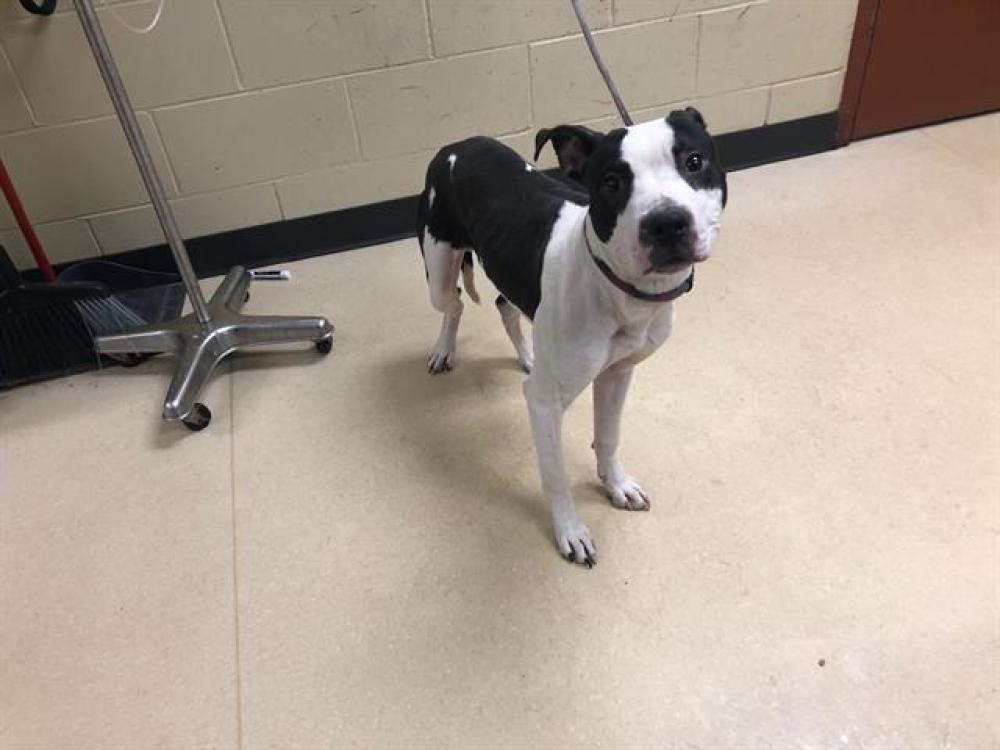 Shelter Stray Male Dog last seen Near BLOCK N 45TH ST, West Milwaukee, WI 53215