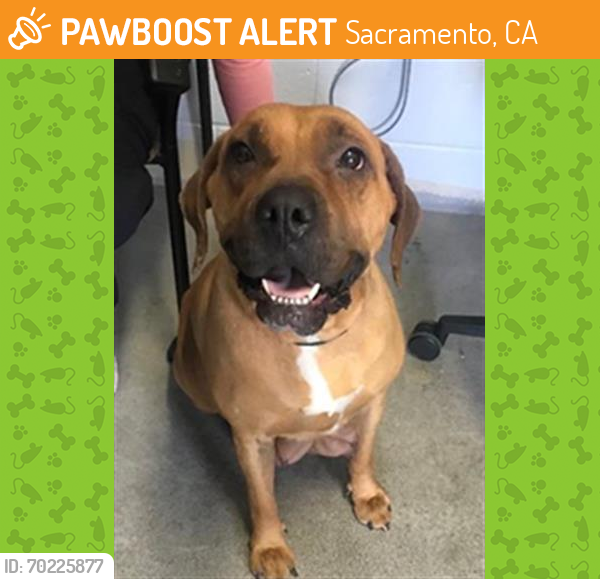 Shelter Stray Female Dog last seen GROVE AVE & EL CAMINO AVE, Sacramento, CA 95818