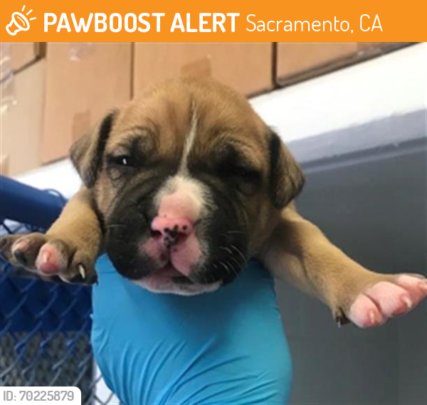 Shelter Stray Male Dog last seen GROVE AVE & EL CAMINO AVE, Sacramento, CA 95818